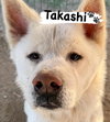 Takashi - Photo 4