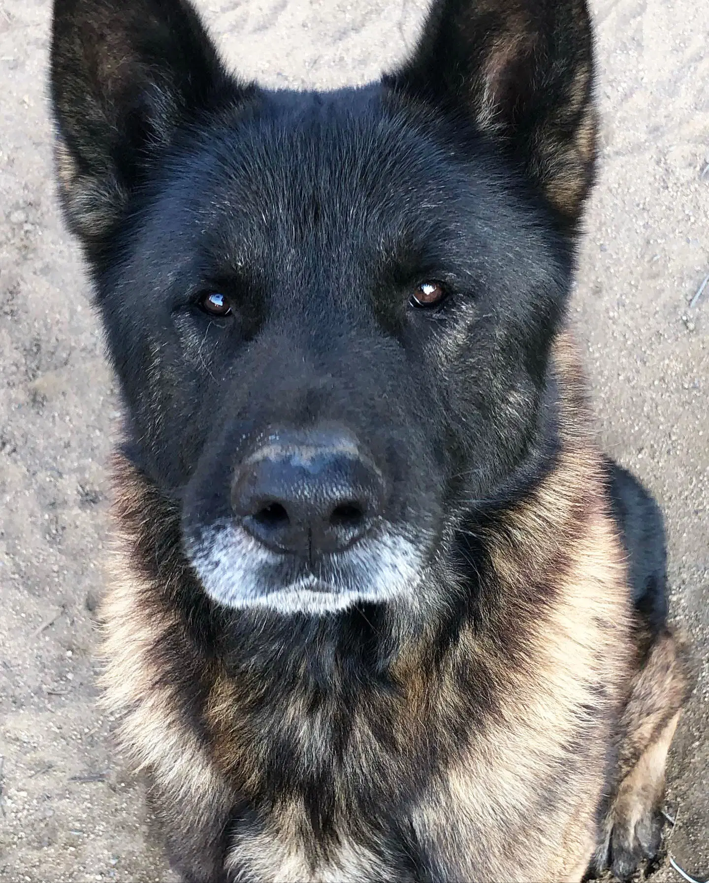 Bronx - Akita