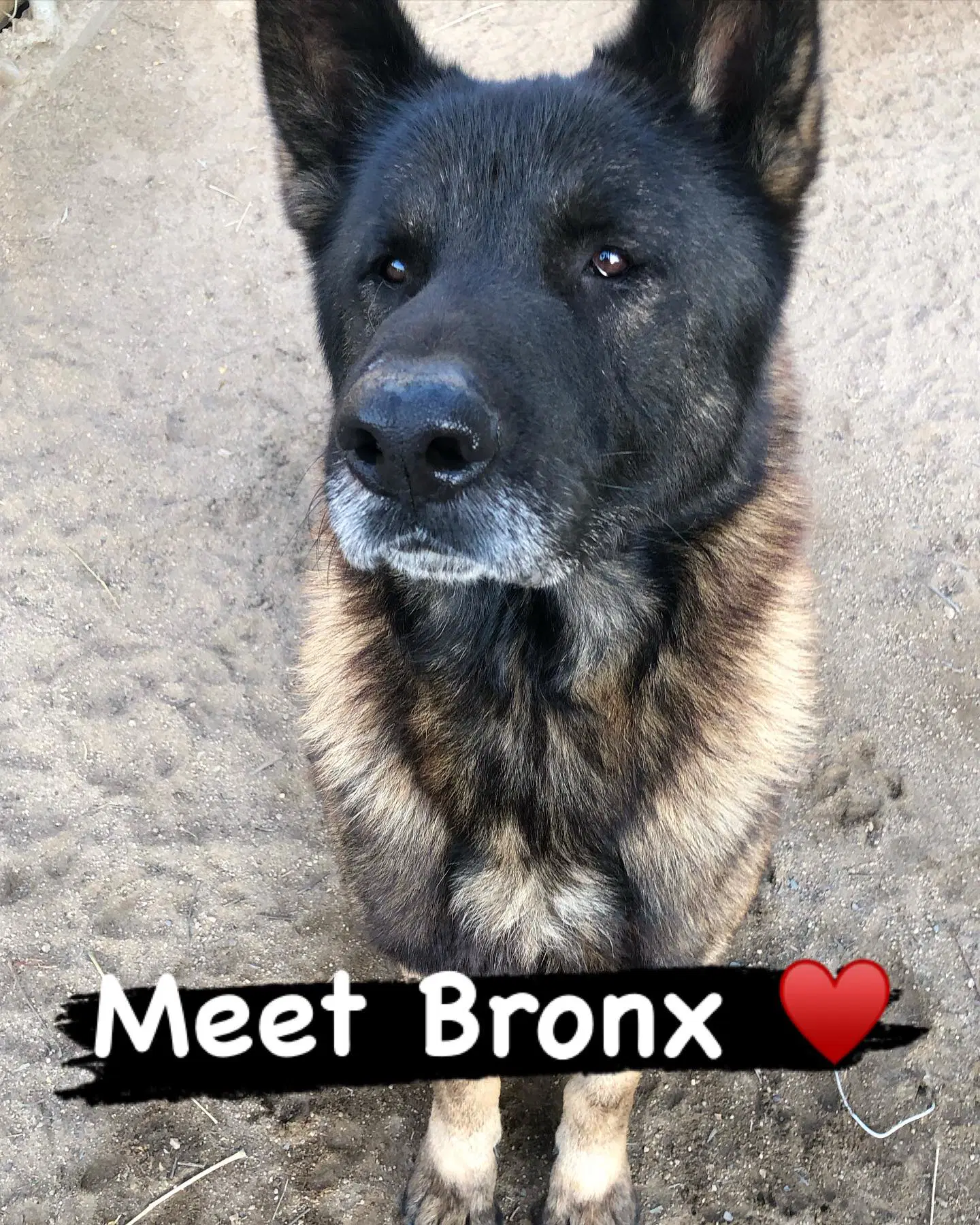 Bronx image 4