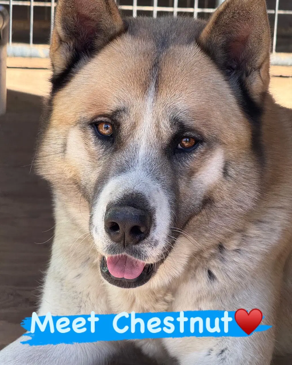 Chestnut - Akita