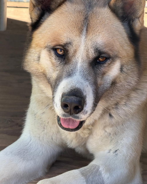 CHESTNUT - Akita available for adoption