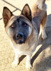 Kisha - Photo 6