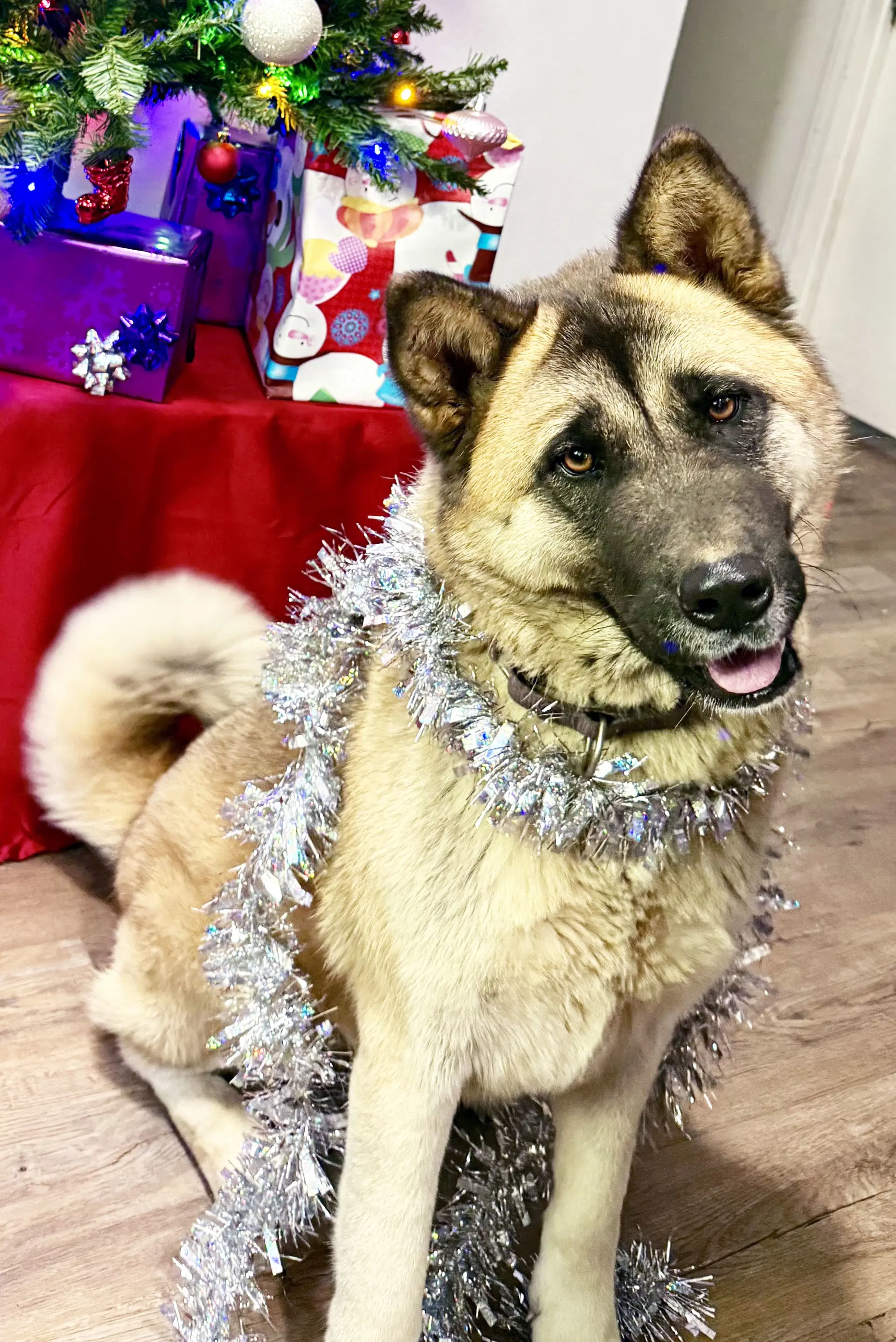 Kisha - Akita
