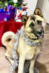 Kisha - Photo 1