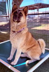 Kisha - Photo 3