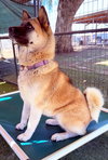 Kisha - Photo 4