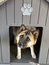 Kisha - Photo 5