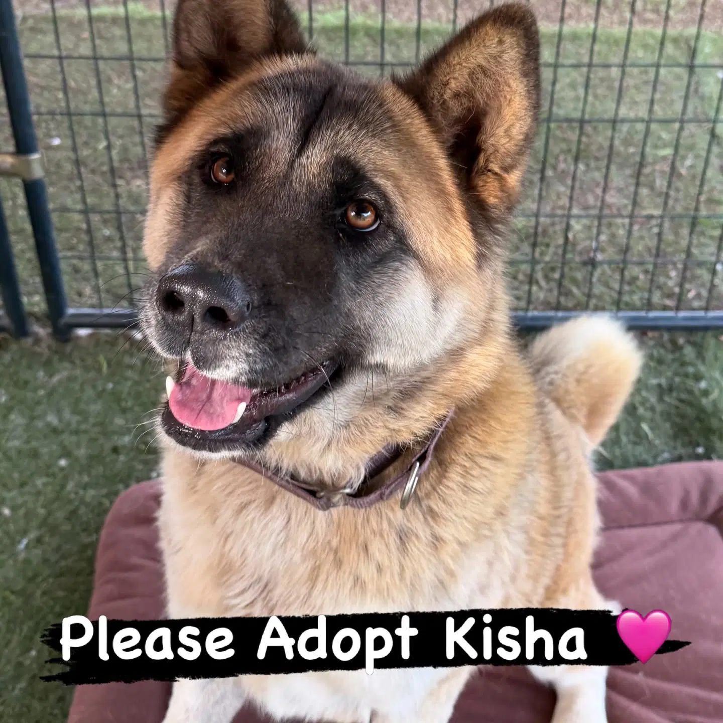 Kisha image 2