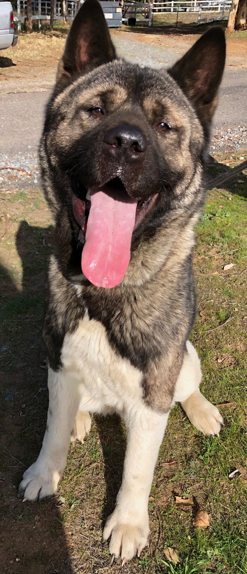 KOSHAKU - Akita available for adoption