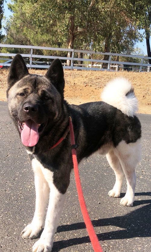 picture of the dog needing adoption