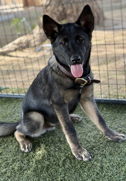 picture of the dog needing adoption
