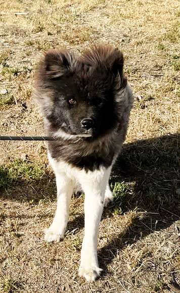 picture of the dog needing adoption