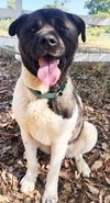 Darvin - Photo 4