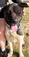 Darvin - Photo 5