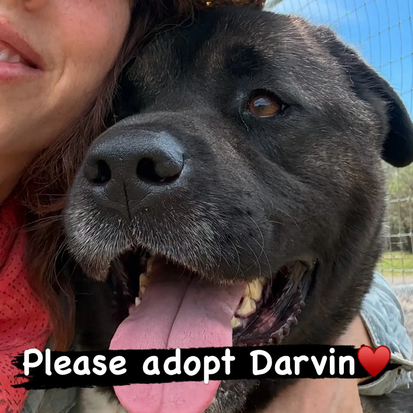 Darvin image 2