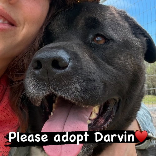 Darvin, an adoptable Akita in Romoland, CA