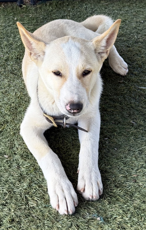 picture of the dog needing adoption