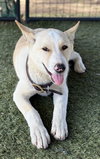 Jasper PUPPY - Photo 3