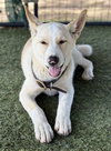 Jasper PUPPY - Photo 4