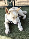 Jasper PUPPY - Photo 5