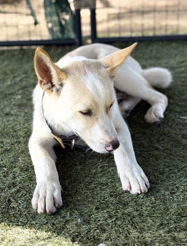 Jasper PUPPY