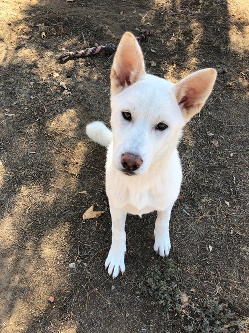 SWEET DAISY - PUPPY - Akita available for adoption