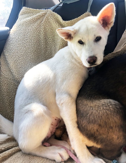 picture of the dog needing adoption
