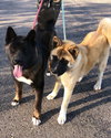 Wallace and Winnie - Bonded Pair - Photo 2