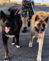 Wallace and Winnie - Bonded Pair - Photo 1