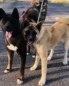 Wallace and Winnie - Bonded Pair - Photo 3