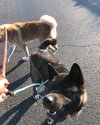 Wallace and Winnie - Bonded Pair - Photo 4