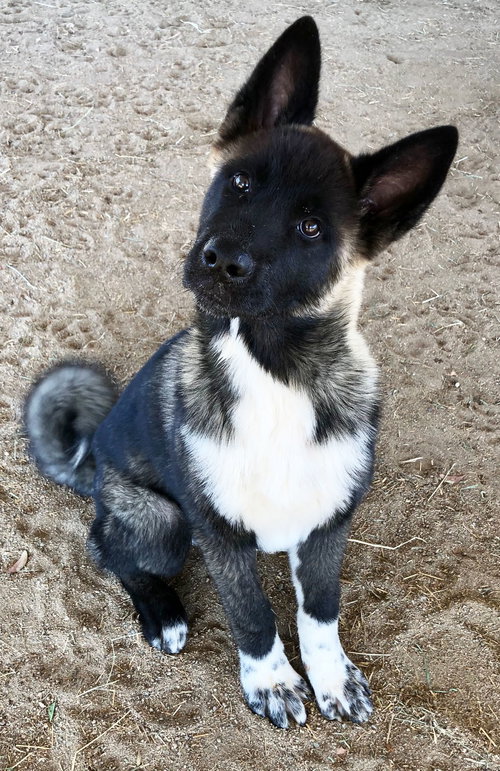 picture of the dog needing adoption