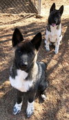 Micah - PUPPY - Photo 6