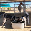 Micah - PUPPY - Photo 7