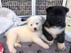 Micah - PUPPY - Photo 8