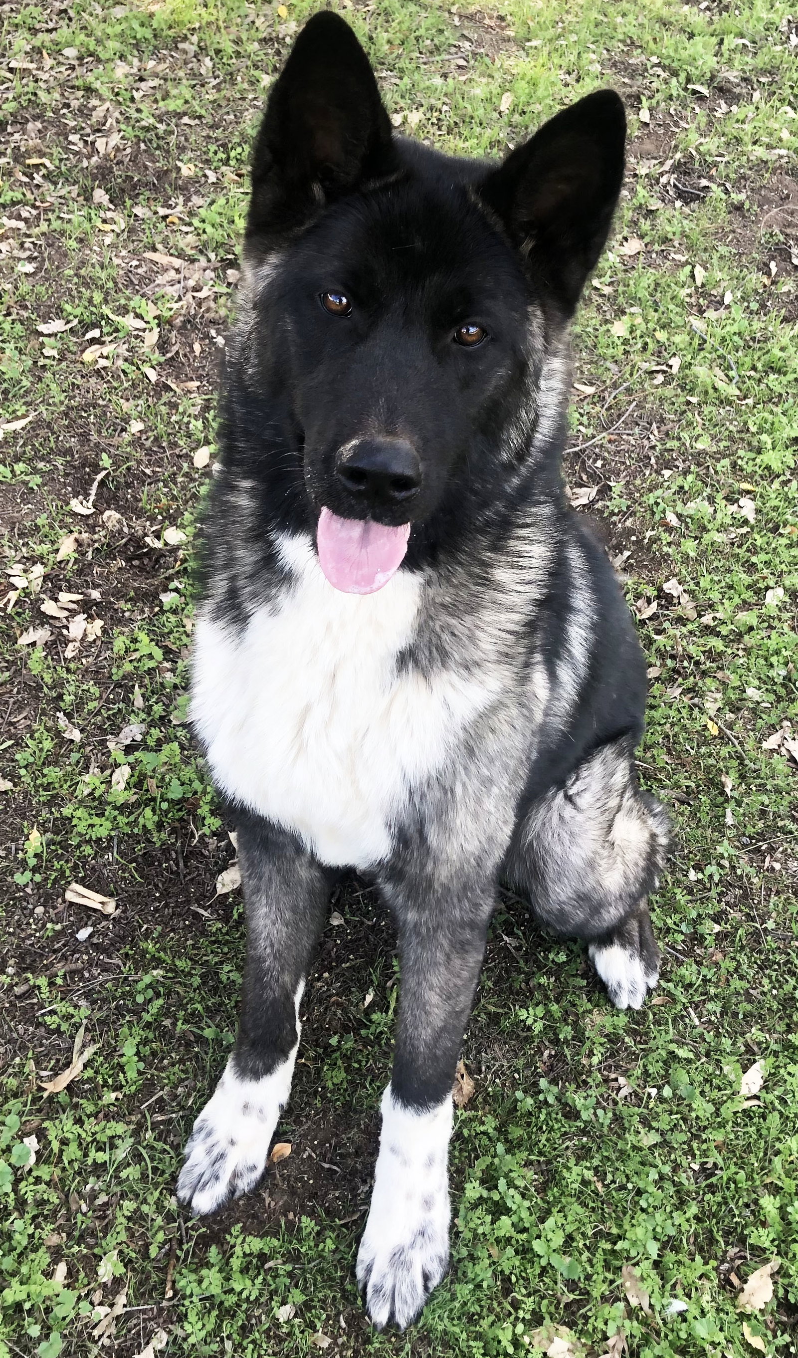 Micah - PUPPY Image