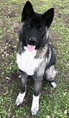 Micah - PUPPY - Photo 1