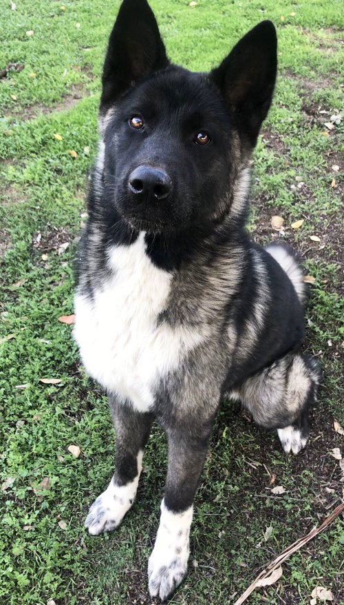 MICAH - PUPPY - Akita available for adoption