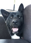 Micah - PUPPY - Photo 3