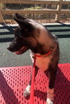 Micah - PUPPY - Photo 4