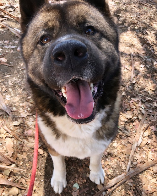 picture of the dog needing adoption