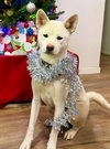 Stella - Photo 1
