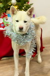 Stella - Photo 4