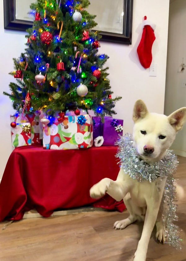 Stella