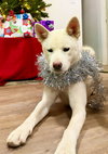 Stella - Photo 3