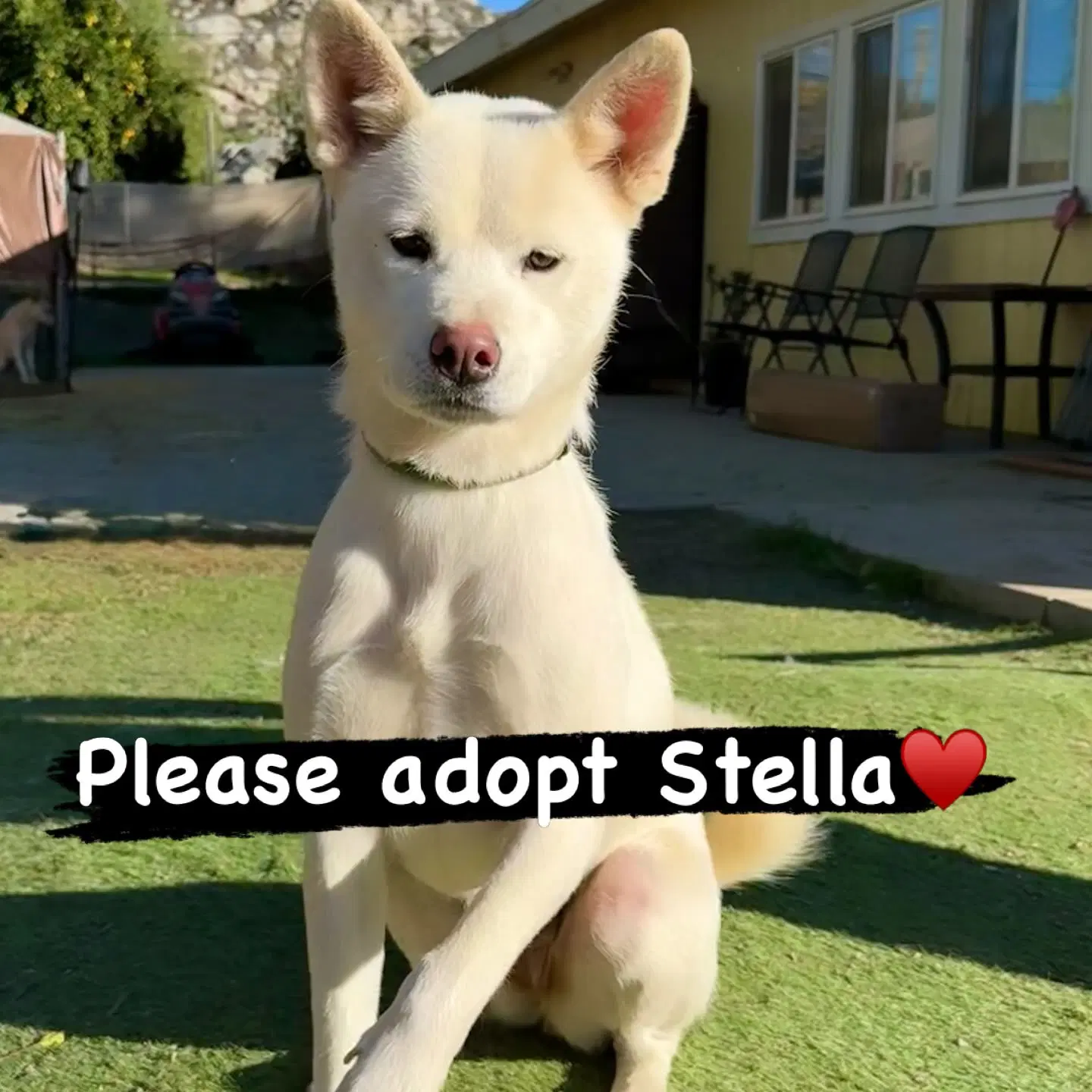 Stella image 2