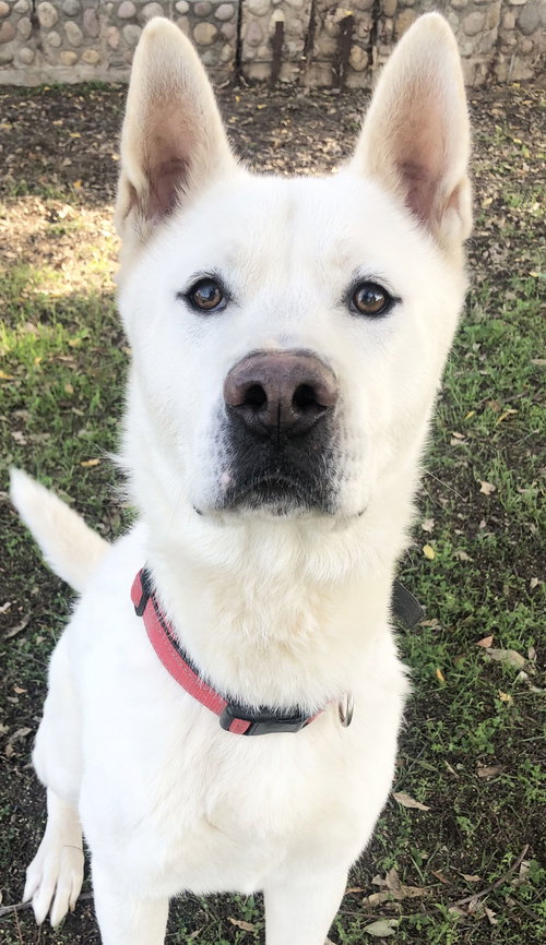KEANU - Akita available for adoption