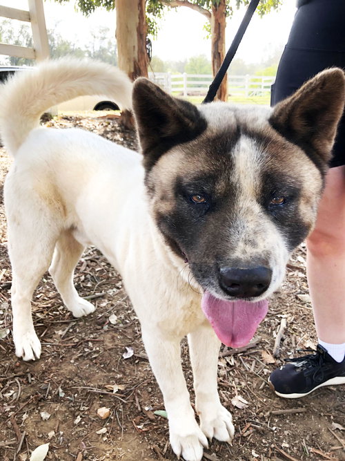 LIL' TANK - Akita available for adoption