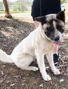 Lil' Tank - Photo 3