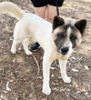Lil' Tank - Photo 4